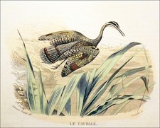 ORNITHOLOGIE - CAURALE SOLEIL - Gravure couleur 19e siècle (Edouard Traviès)