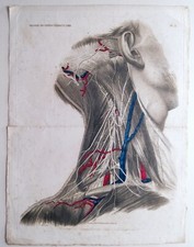 planche anatomique - Jacobus