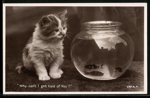 Petit chat devant - , verre