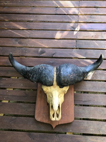 Tête buffle dit - tête,