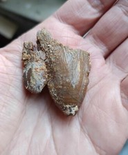 Mégalodon originale - mégalodon,
