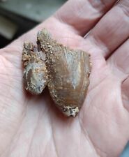 Mégalodon ORIGINALE