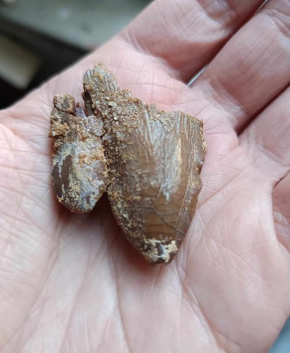 Mégalodon originale - mégalodon,