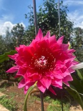 Epiphyllum KIWI TEMPTATION - Cuttings 18/20cm