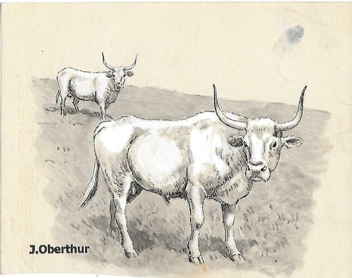 Joseph oberthur urus - oberthur, blanc