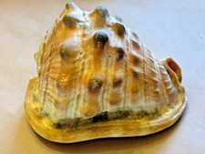 Coquillage de collection 