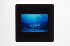 Jacques-Yves Cousteau promo photo 35mm slide #11