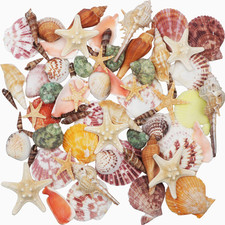 Sea Shells Mixed Beach