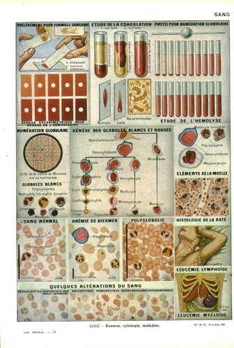 Cabinet curiosité anatomie - cabinet, de