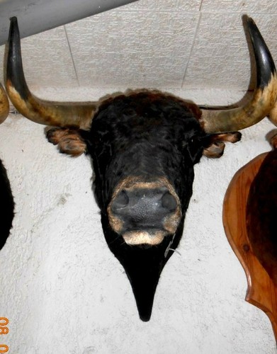 Trophée tete toros - tete,