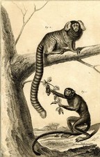 Singe Chimpanzé Primates