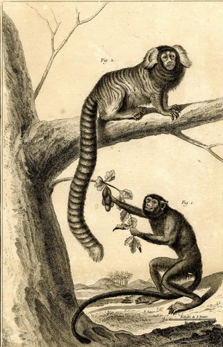 Singe chimpanzé primates - chimpanzé,
