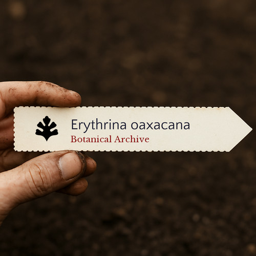 Erythrina oaxacana seeds - erythrina,