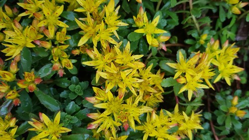 Sedum floriferum