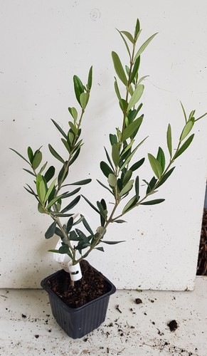 Olea europaea lucques - europaea, /