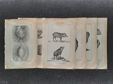 Œuvres De Buffon Et De Daubenton Les Mammifères Le Pécari + Anatomie 8 planches