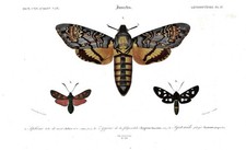 Acherontia Atropos Papillon Gravure En Acier Orbigny - 1849