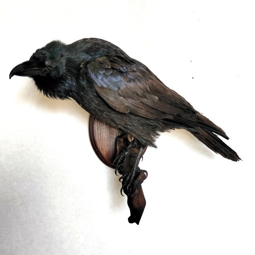 Carrion crow - carrion, corone)