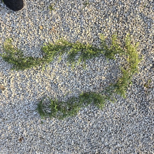 Lot plantes artificielle - de, 6