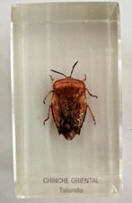 insecte inclusion résine des