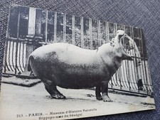 Cpa Paris museum histoire naturelle  Hippopotame du Sénégal Édition Rosle
