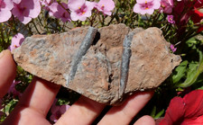 Rostre de Bélemnite Fossile