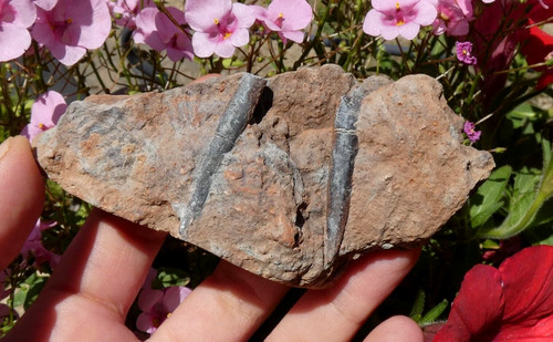 Rostre bélemnite fossile - rostre,