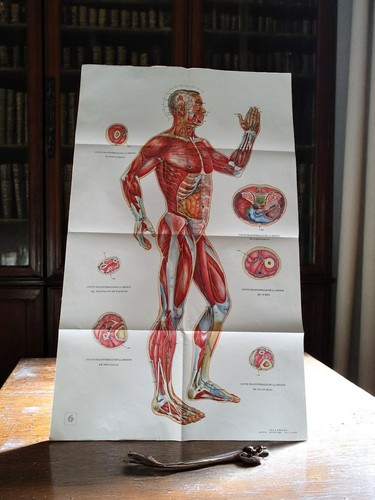 Affiche anatomique acupuncture