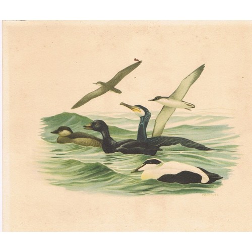 Puffin macreuse cormoran - macreuse, eider