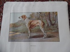 Gravures :  Chien de chasse :  Chien de Billy -  26/17 cm - 1950