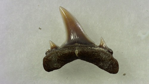 Shark tooth dent requin - dent, de