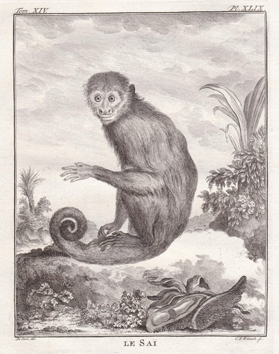 Singe capucin colombien - singe,