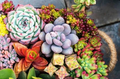 Succulentes variées - succulentes,