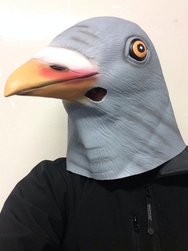 Pigeon masque latex complet - pigeon,