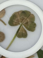 Trèfle à 5 feuilles [RARE]