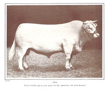 " IRIS " TAUREAU CHAROLAIS / LOUIS SOUCACHET PROPRIÉTAIRE / ILLUSTRATION 1913