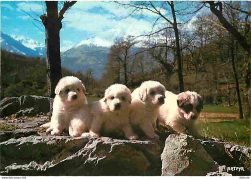 Carte postale animaux - carte,