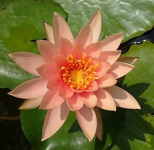 Special petit bassin nenuphar - petit,