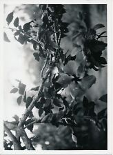 OCEANIE c. 1935 - Frangipanier - P 2103