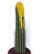 Cereus pasacana VARIEGATED