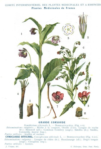 Botanique gravure plantes