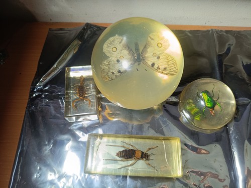 Insectes sous inclusion - 4,