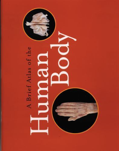 Human anatomy and - human, physiology