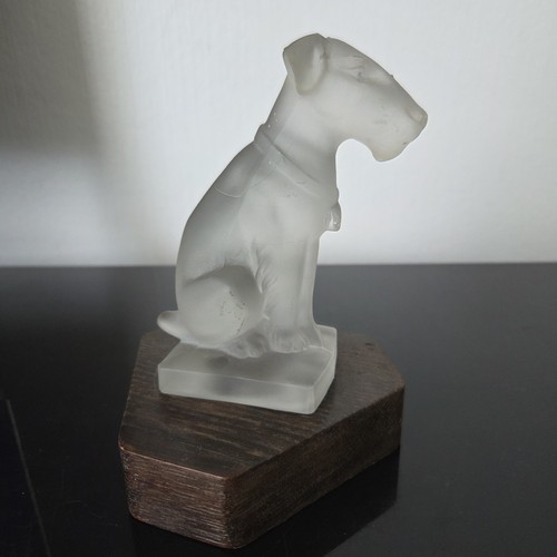Fox terrier sabino chien - sabino,