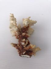 Coquillage Collection Bout de