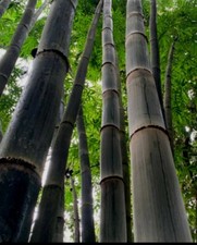 California Giant Black Timber