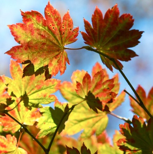 Acer palmatum - , cv
