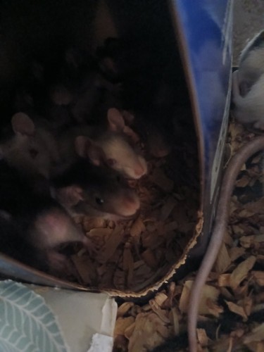 Baby dumbo rats - dumbo,