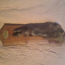 Taxidermie, trophée de