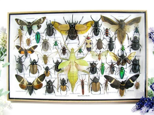 Pièce unique véritables - pièce, unique,